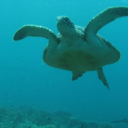 Gili Pirates Dive & Bnb Джили Трауанган Екстериор снимка