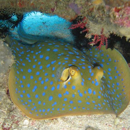 Gili Pirates Dive & Bnb Джили Трауанган Екстериор снимка