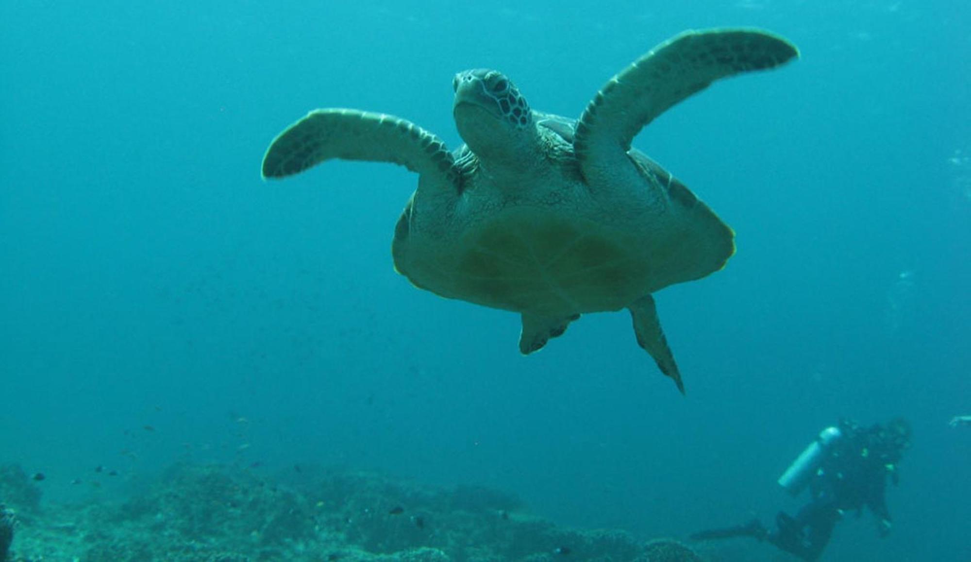 Gili Pirates Dive & Bnb Джили Трауанган Екстериор снимка