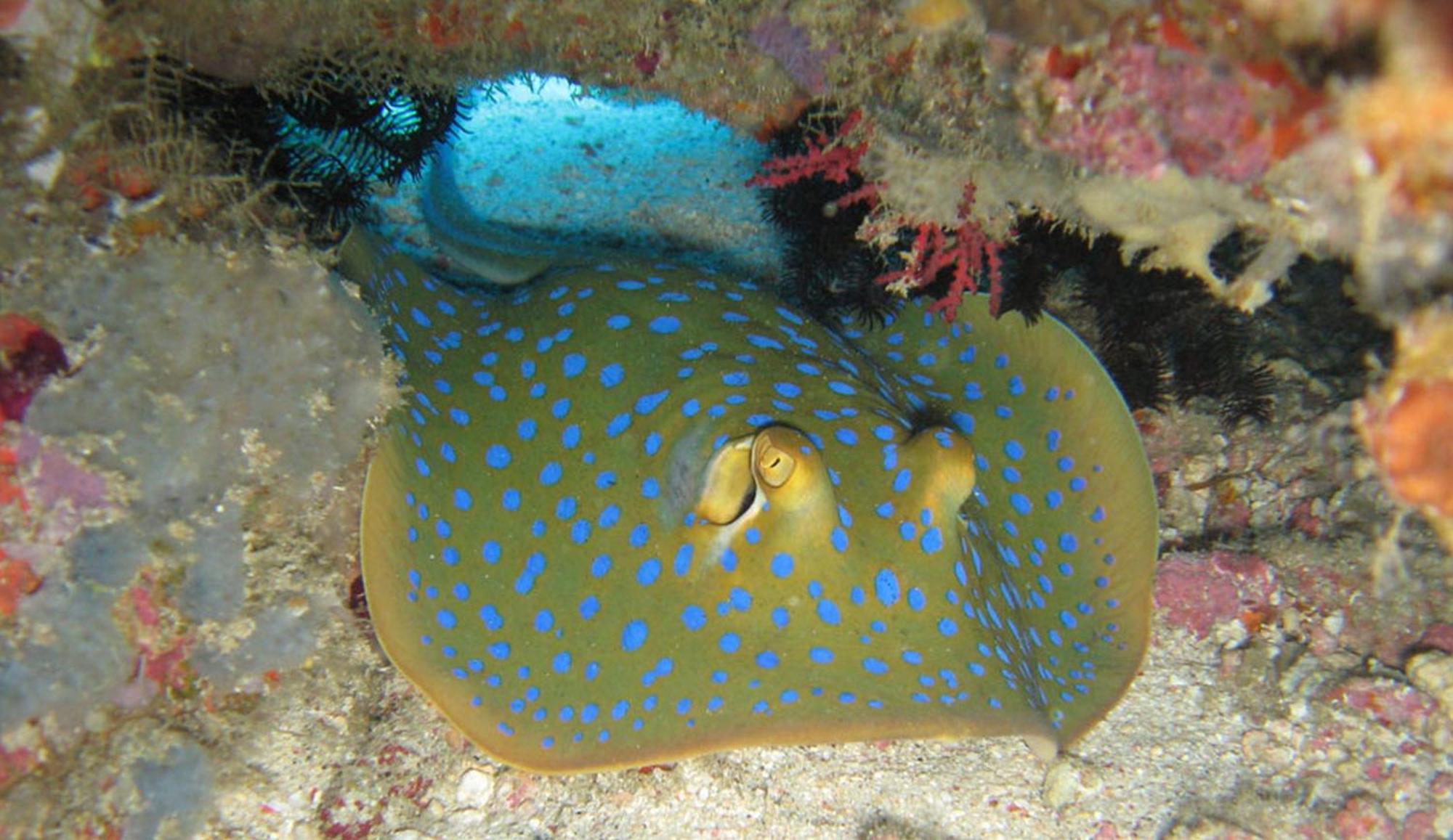 Gili Pirates Dive & Bnb Джили Трауанган Екстериор снимка